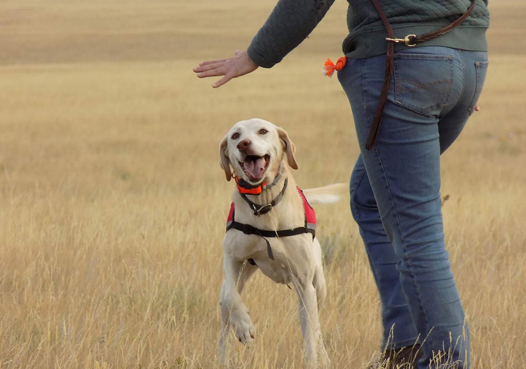 This Non-Profit Is Training Rescue Dogs for Conservation