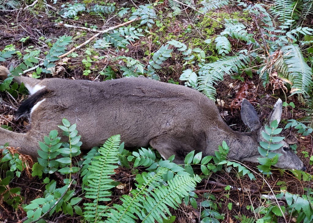 Oregon Hires Its First Anti-Poaching Special Prosecutor