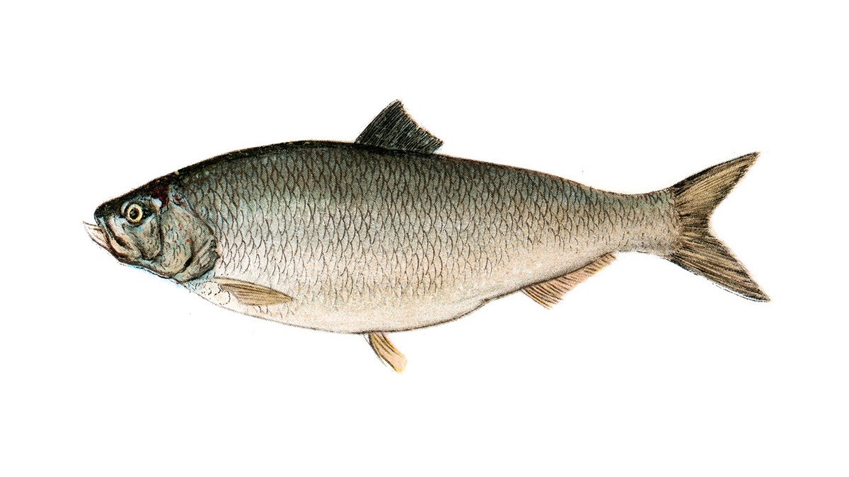 NYDEC Plans to Bring Shad Back to the Hudson River