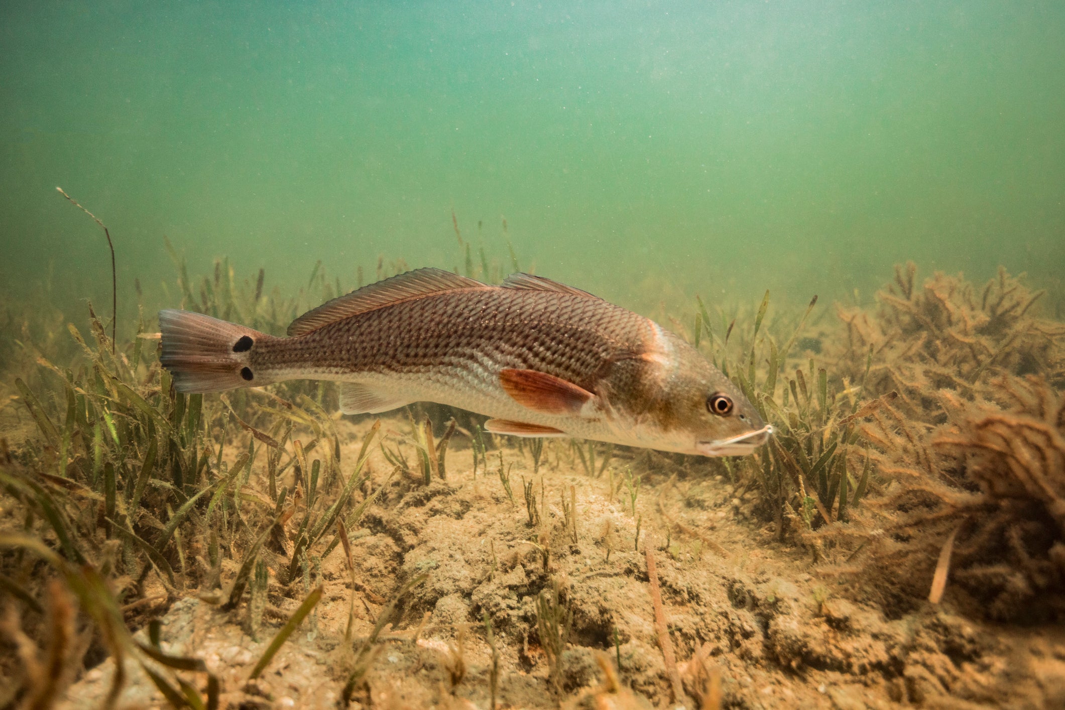 Large Numbers of Redfish Found Dead in Mobile Bay