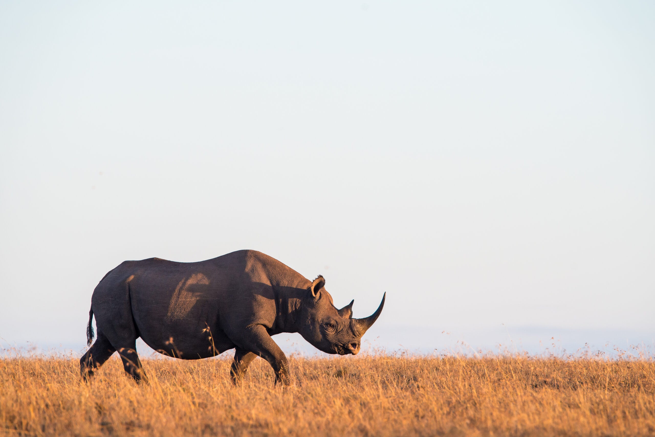 “Rhino Bond” Could Save Black Rhinos