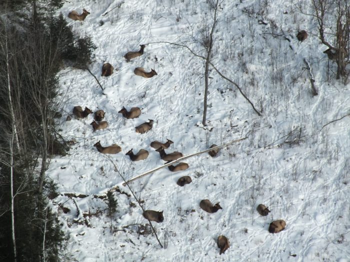 There Could Be Nearly 1,700 Elk in Michigan, Survey Says