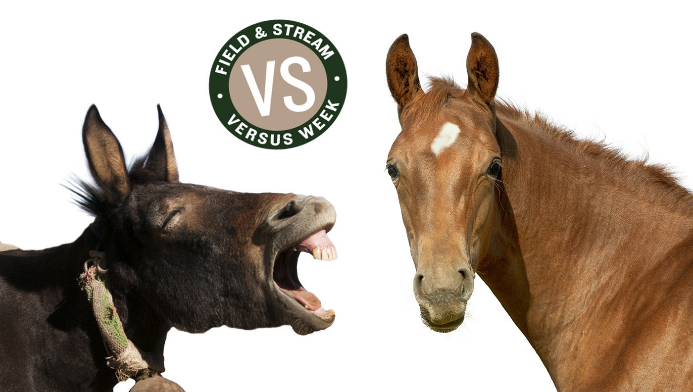 Horse Vs. Mule for Big-Game Hunting