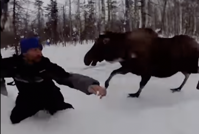 Moose Attack Videos: Sled Dog Team Attacked