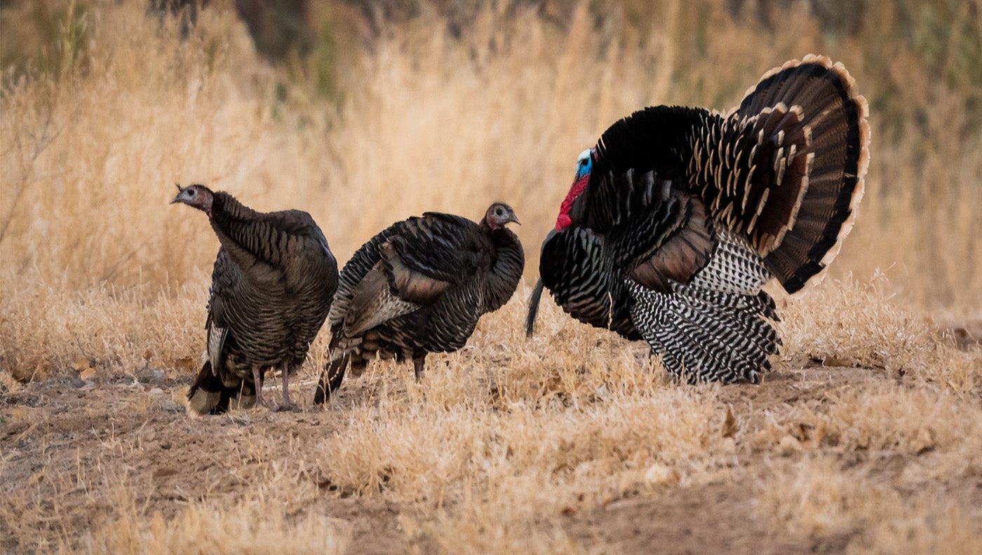 The Best Tactic for Hunting Public Land Turkeys