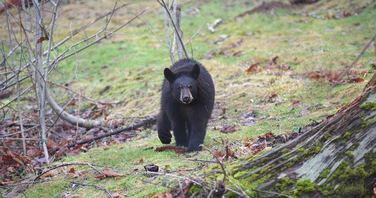 Decision on WA Spring Bear Hunt Expected by March 18