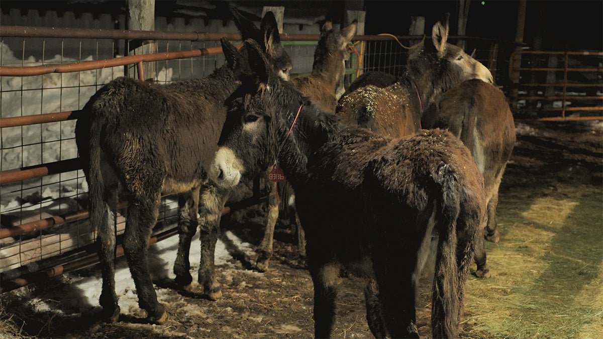 Colorado Gives Rancher Six Wild Burros to Help with Wolf Problem