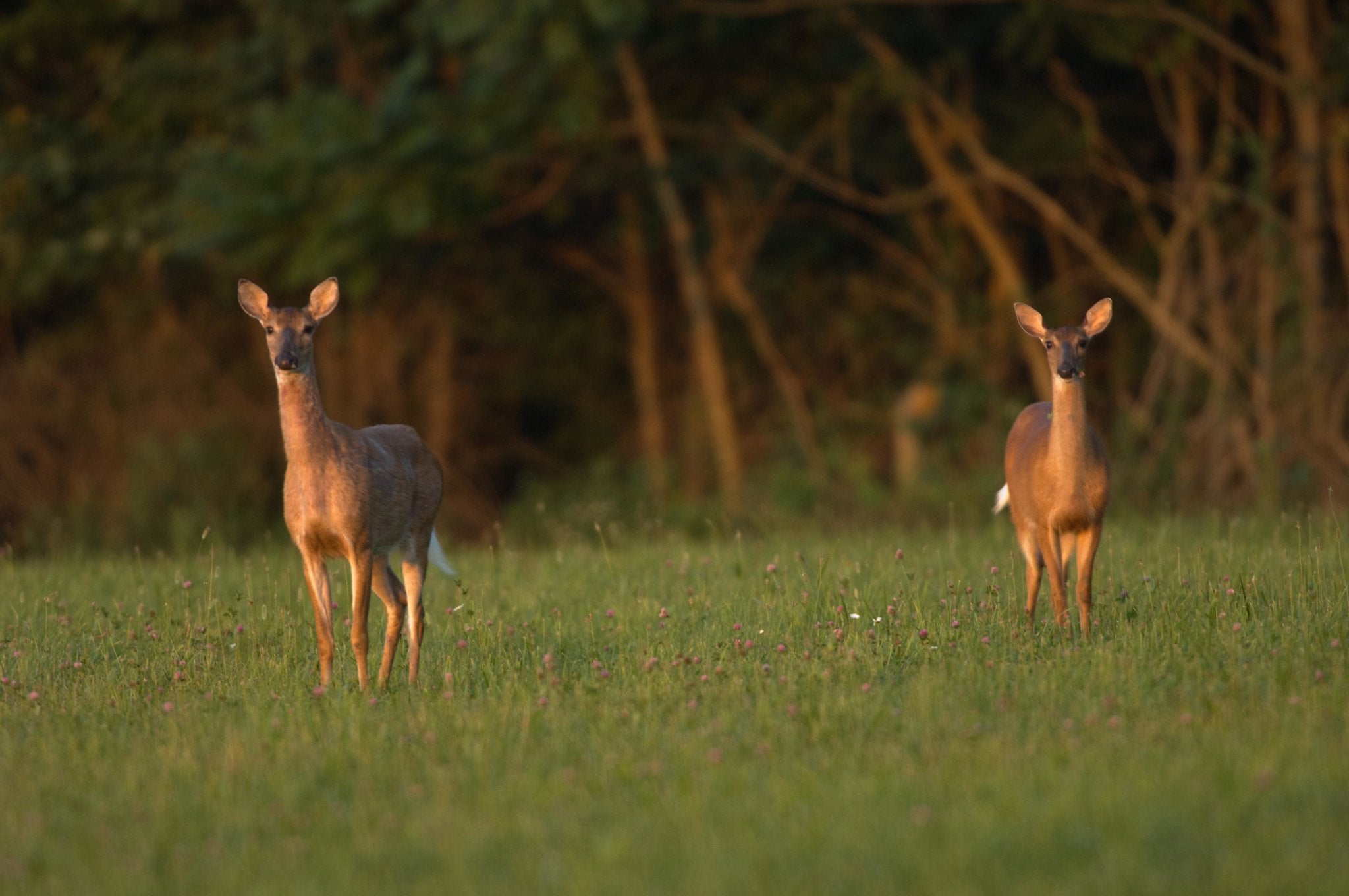 Deer Are Costing New Jersey Farmers Millions Annually
