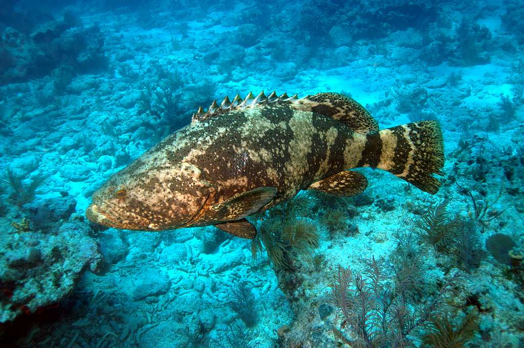Goliath Grouper Harvest Now Reopening in Florida
