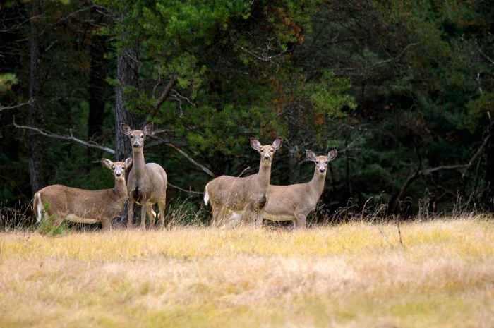 Michigan Parks Authority Donates 10,000 Pounds of Venison After Deer Cull