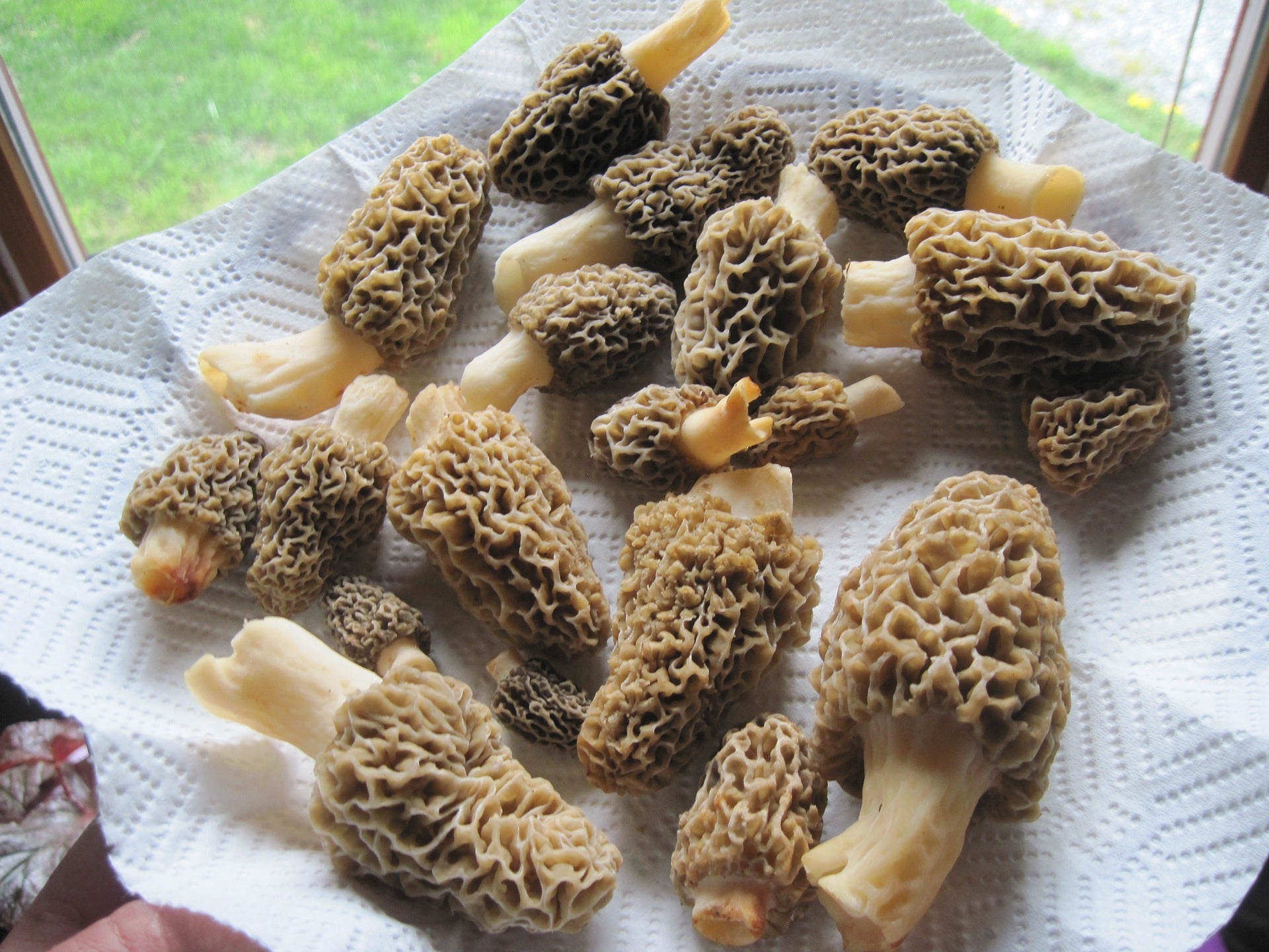 How to Find Urban Morels