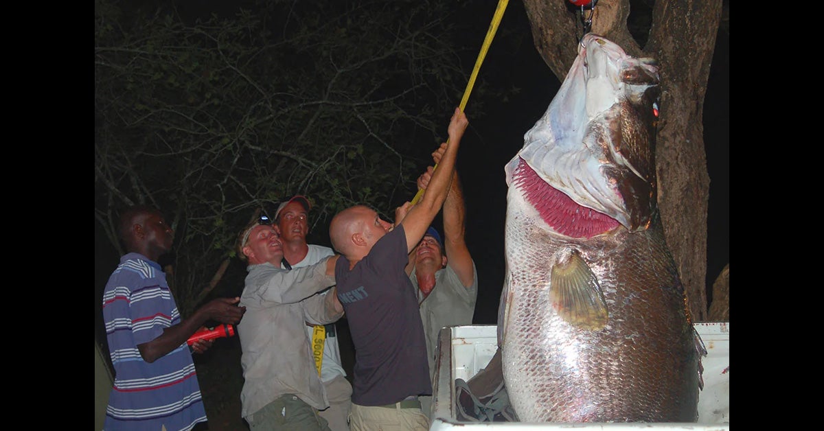 Man Catches a Giant Nile Perch Despite Crocodile Attack