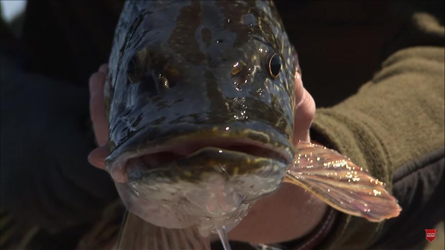 Video: How to Catch Pike and Musky on a Fly