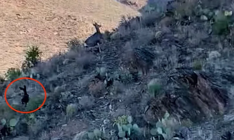 Video: Biologists Spot Melanistic Mule Deer in West Texas