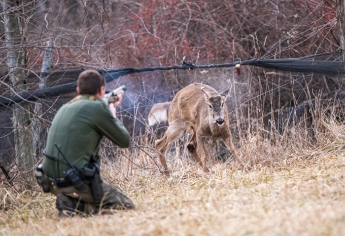 Game Warden Frees Tangled Buck by Shooting Its Antler