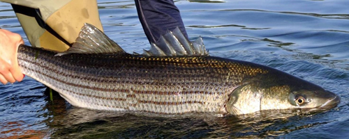 Get Involved in Striped Bass Management