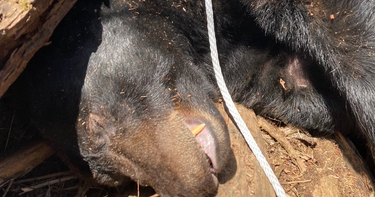 Tennessee Wildlife Officials Relocate 500-Pound Black Bear