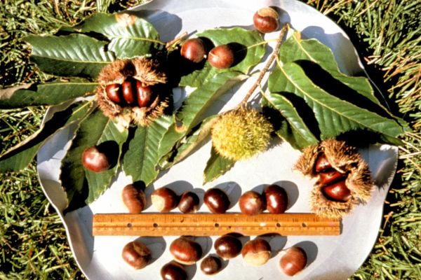 Dunstan Chestnut Planting Tips | Hunting and Hunting Gear Reviews