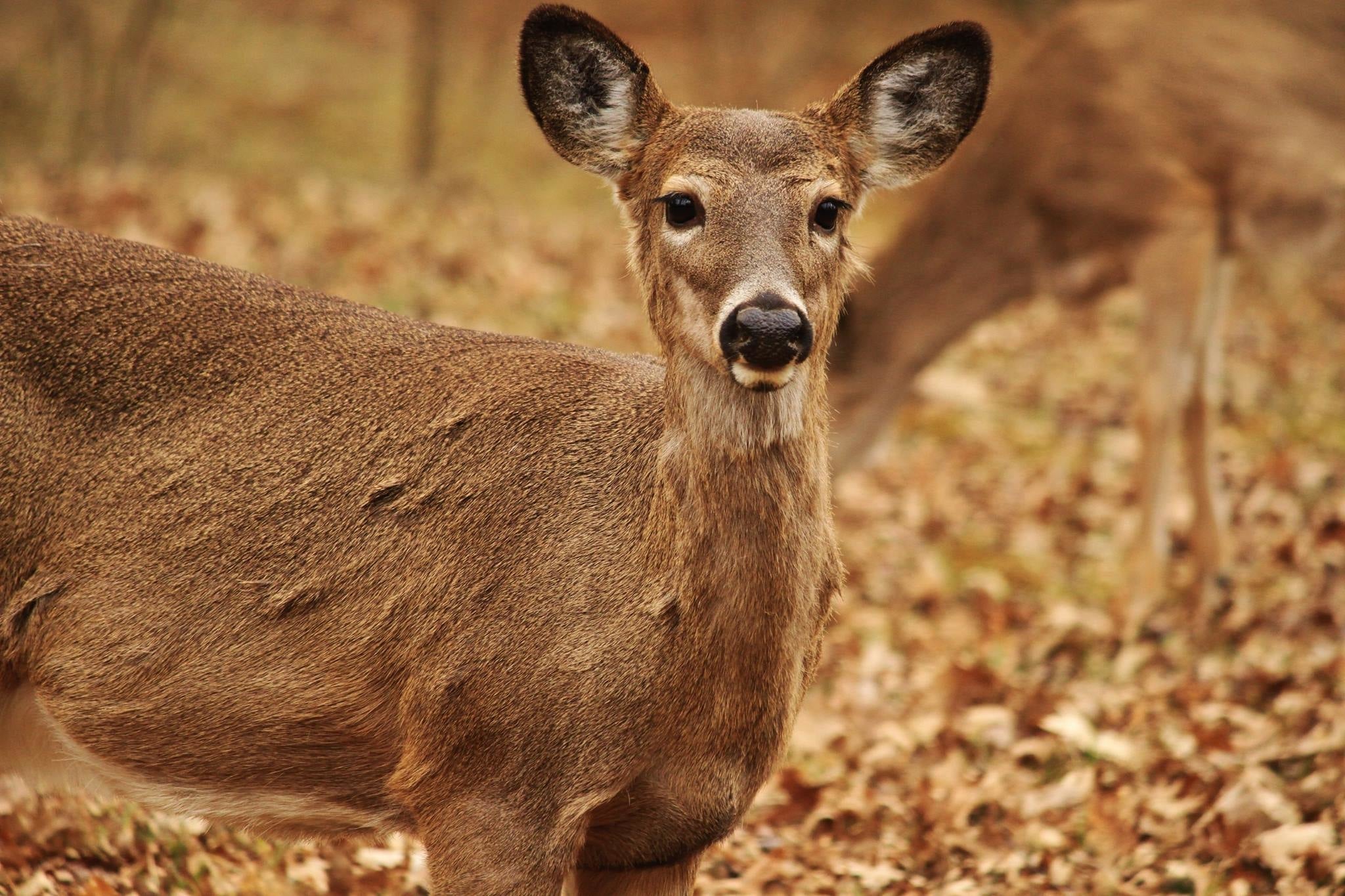 Biden Just Approved $10 Million in CWD Funding. It’s Still Not Enough
