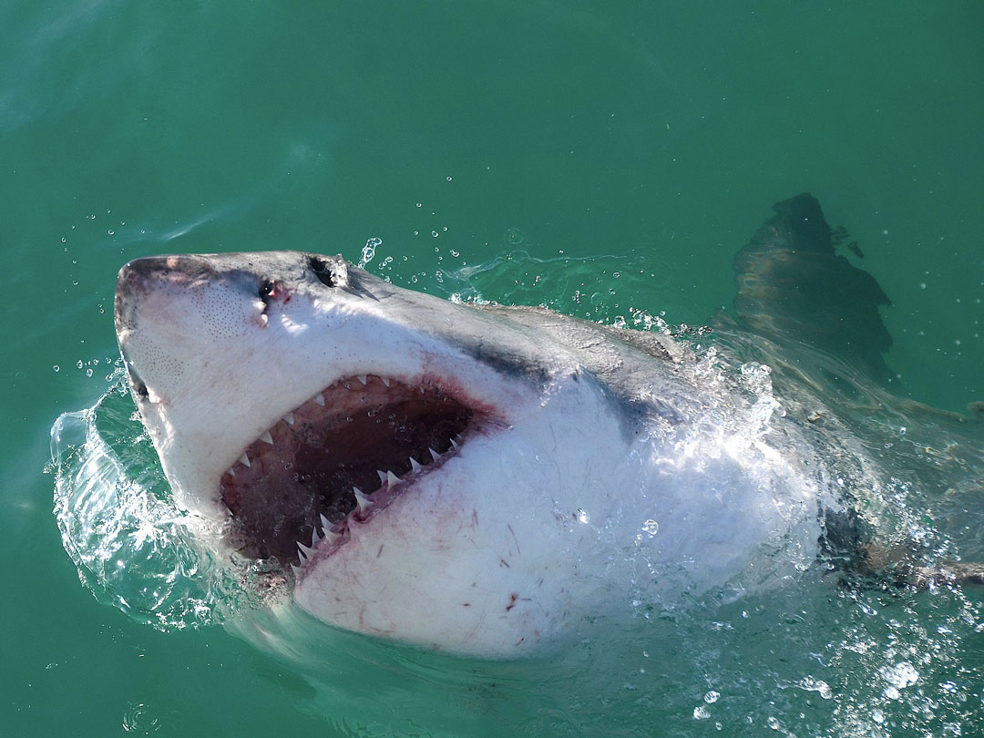 The White Sharks of Cape Cod