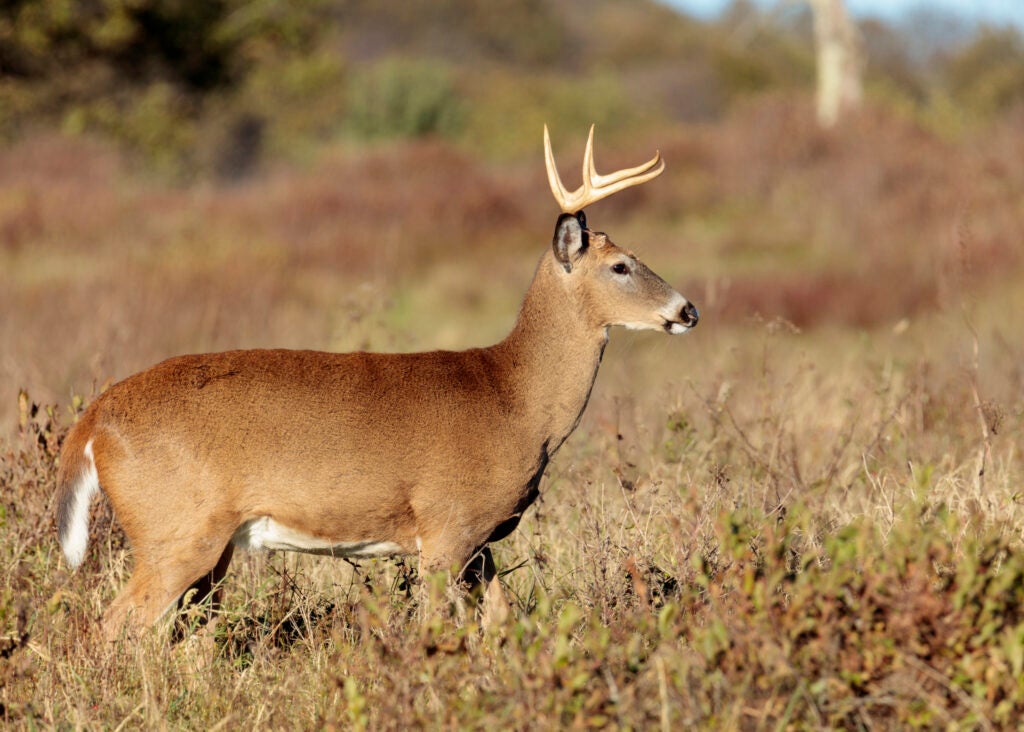 Pennsylvania’s Deer Harvest Dropped 13 Percent This Year