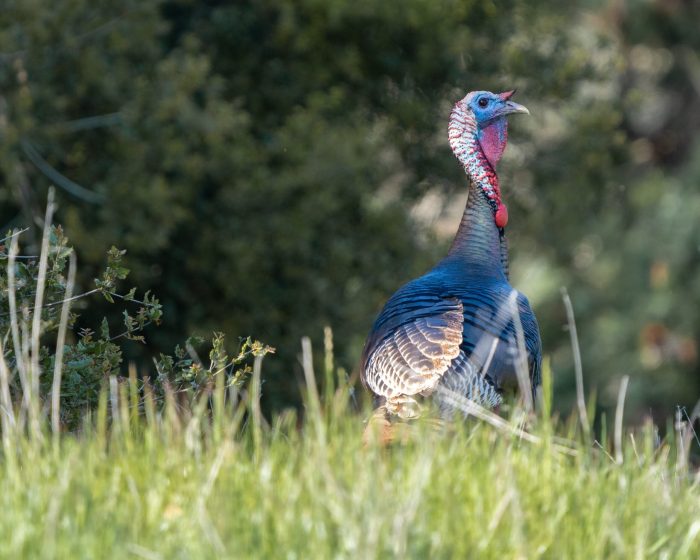 The Largest Wild Turkey Poaching Arrest in History