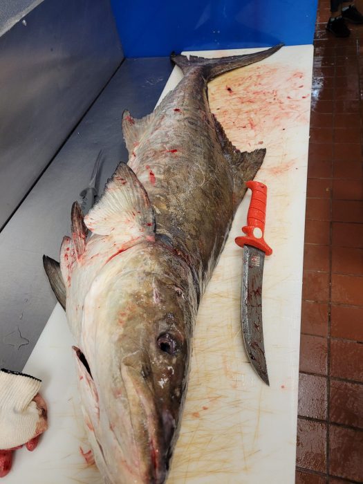 Cooking the Off-Cuts of Fish: Cobia Frames & Collars