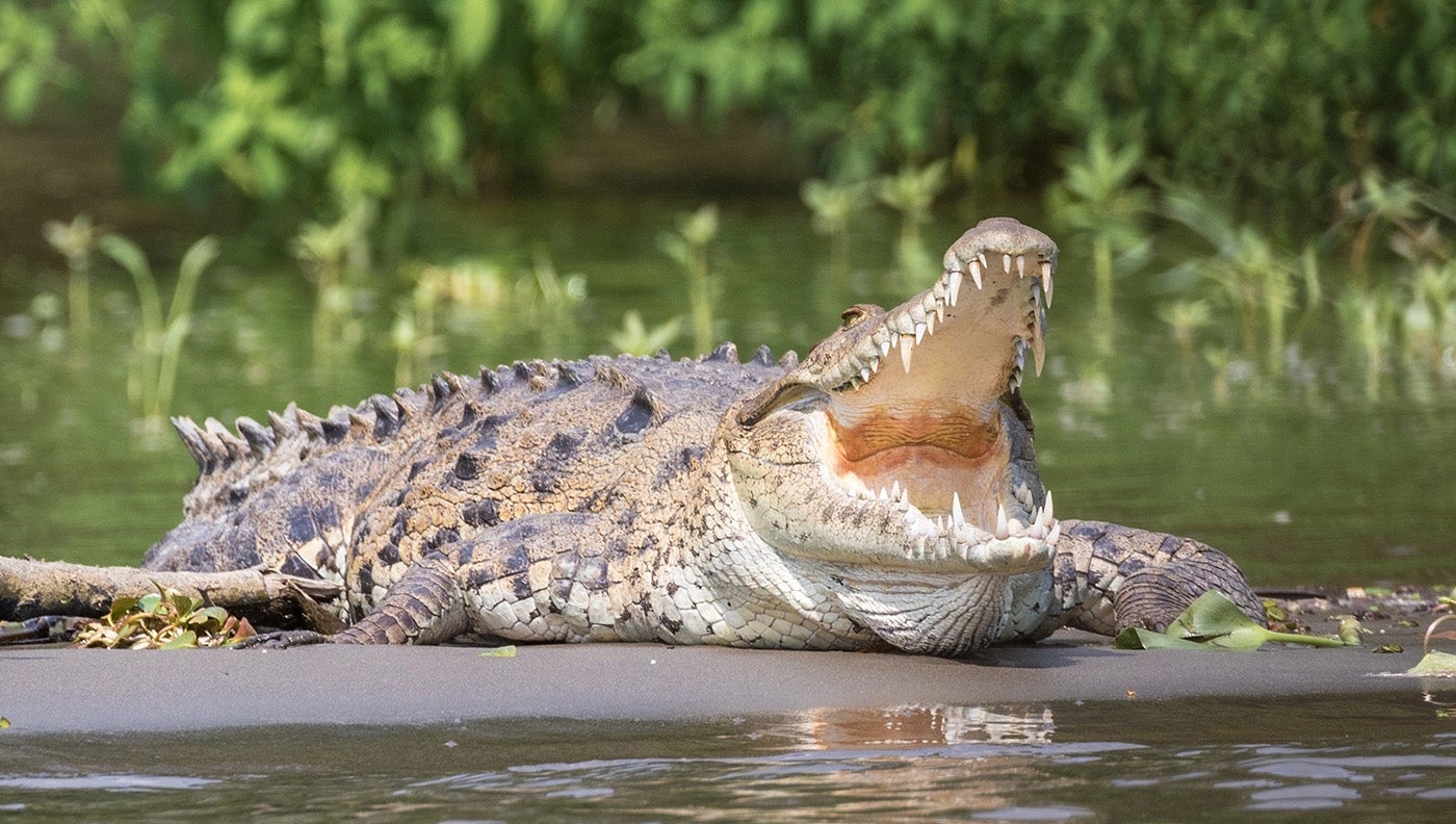 Zimbabwe Man Survives Attack By Four Crocodiles
