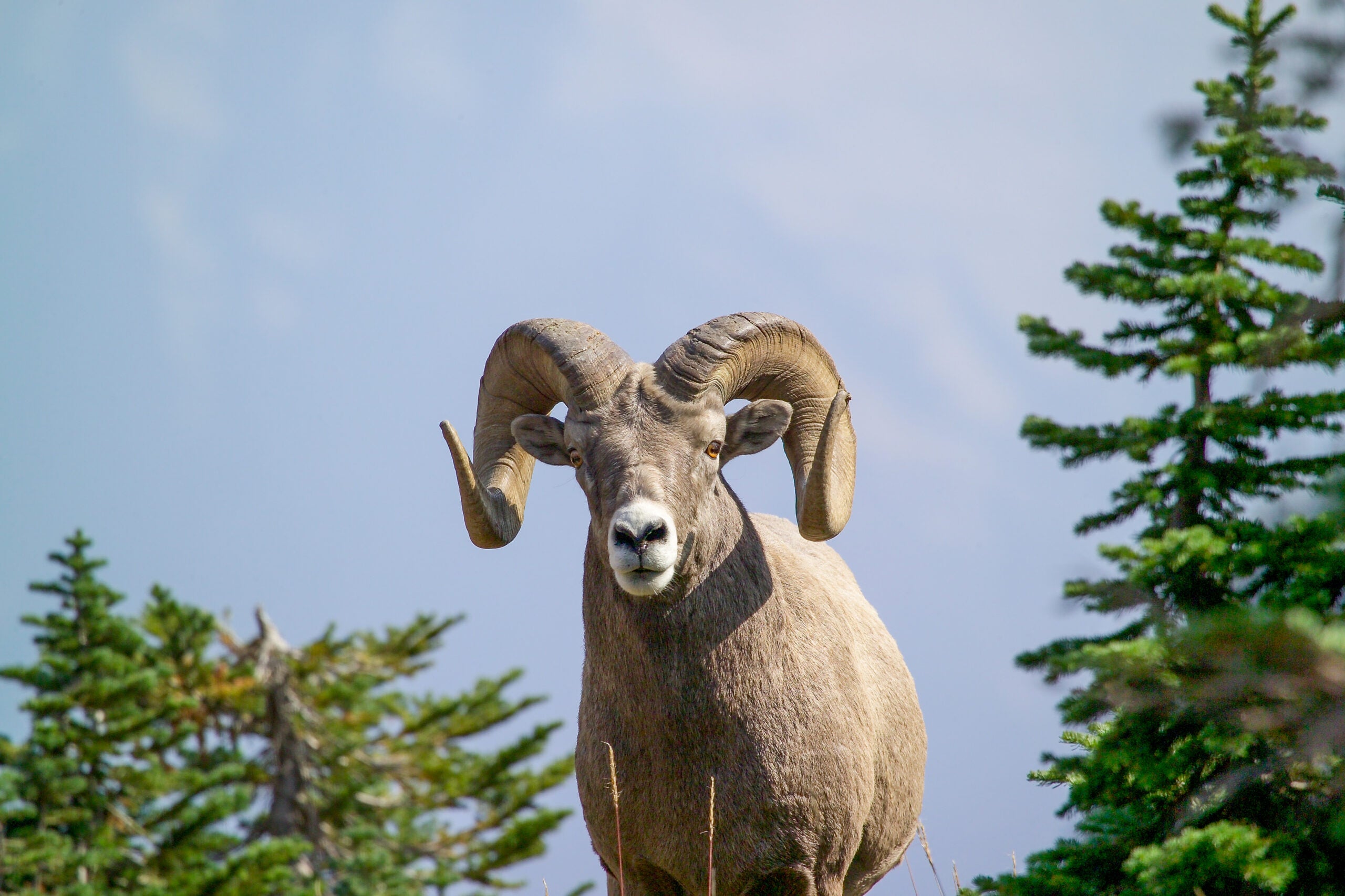 Fire Suppression is Hurting Bighorn Sheep Populations
