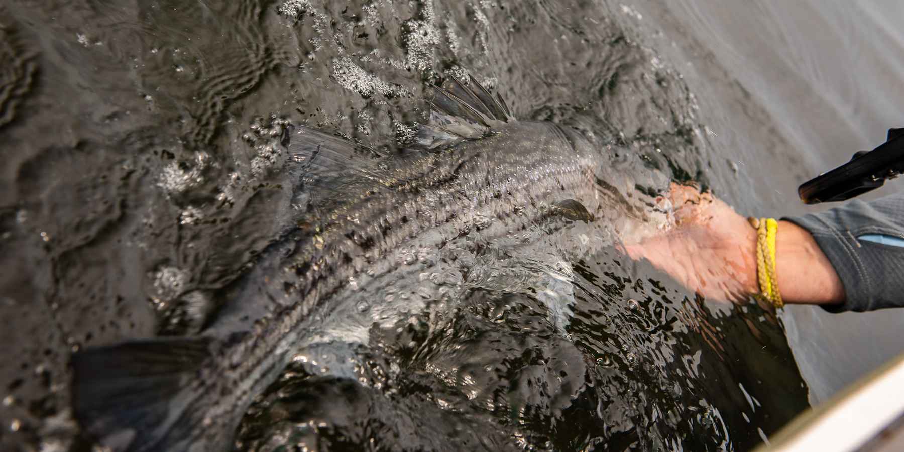 Changes are coming to striped bass management, make your voice heard | Hatch Magazine