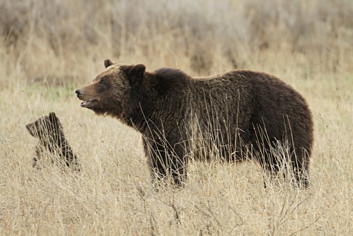 Idaho Men Sentenced for Poaching Grizzly Bear