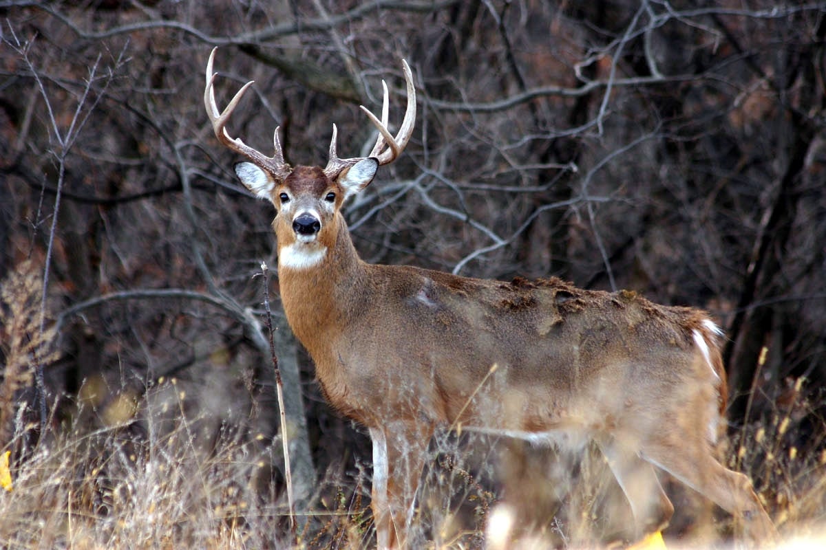 Maine Looks To Overhaul Deer Hunting Permit System
