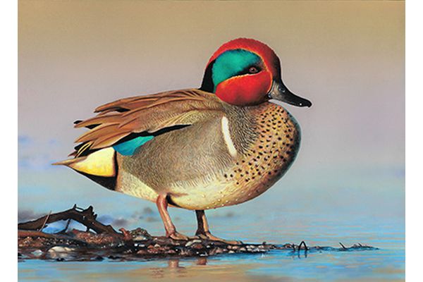 Madison Grimm, 15 years old, wins the U.S. Fish and Wildlife Service 2022 National Junior Duck Stamp Art Contest