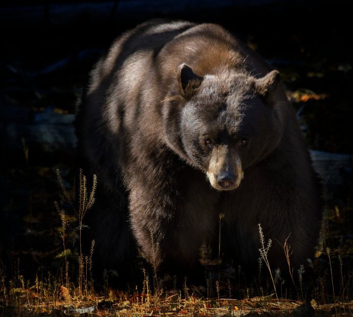 Indefinite Bear Hunting Ban in California Rejected