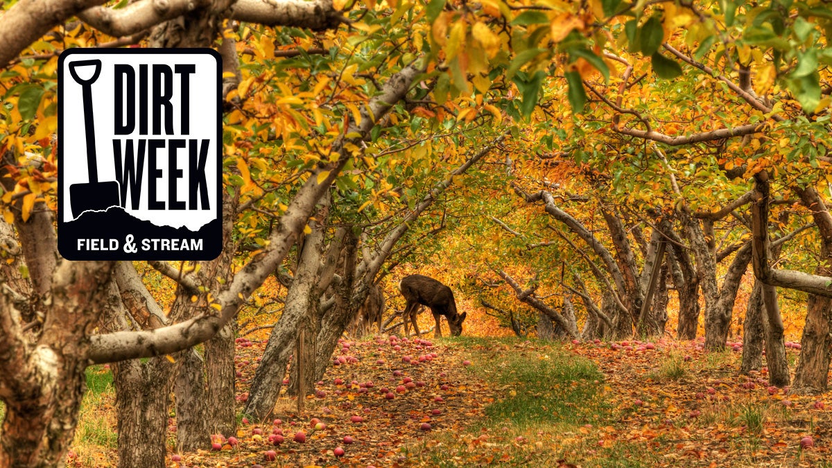 The Best Trees and Shrubs for Whitetail Deer