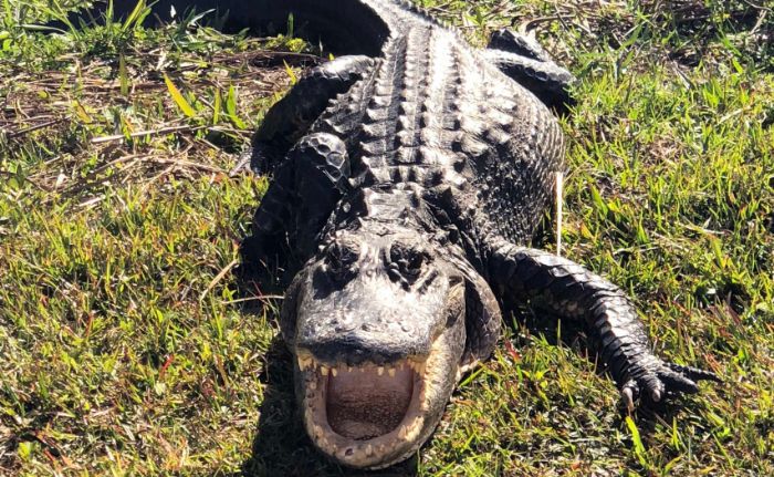 South Carolina Man Honored for Rescuing Neighbor from Alligator Attack