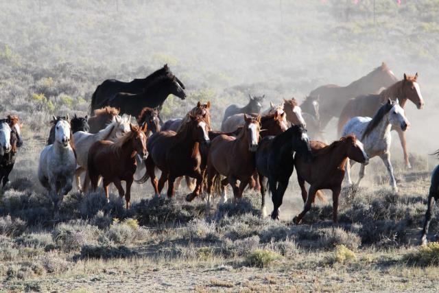The West’s Wild Horse and Burro Population Remains High
