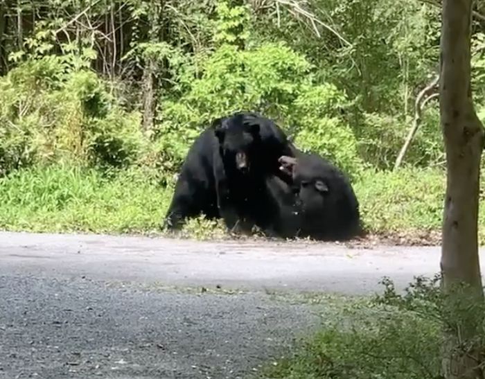 Watch Two Black Bears Fight Over Food