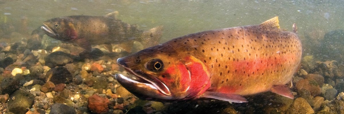 How Montana Is Saving Yellowstone Cutthroat Trout