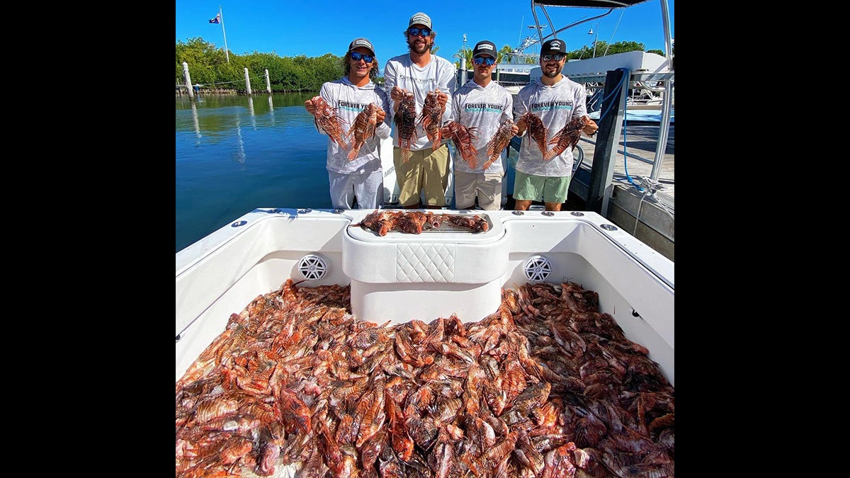 Spearfishing Team Removes More than 400 Lionfish in One Day