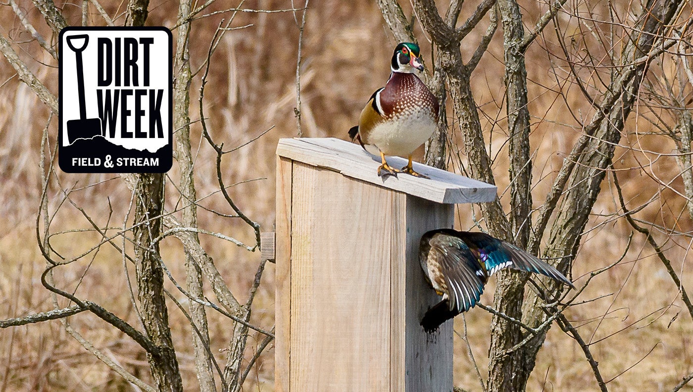 How to Make a Wood Duck Nesting Box