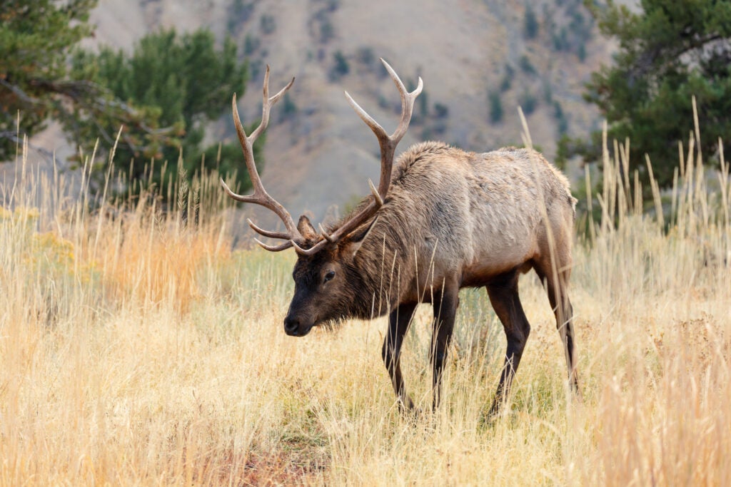 How An Elk Call Changed My Hunting Game