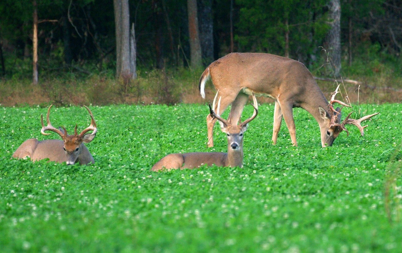 The Best Perennial Food Plots For Whitetail Deer