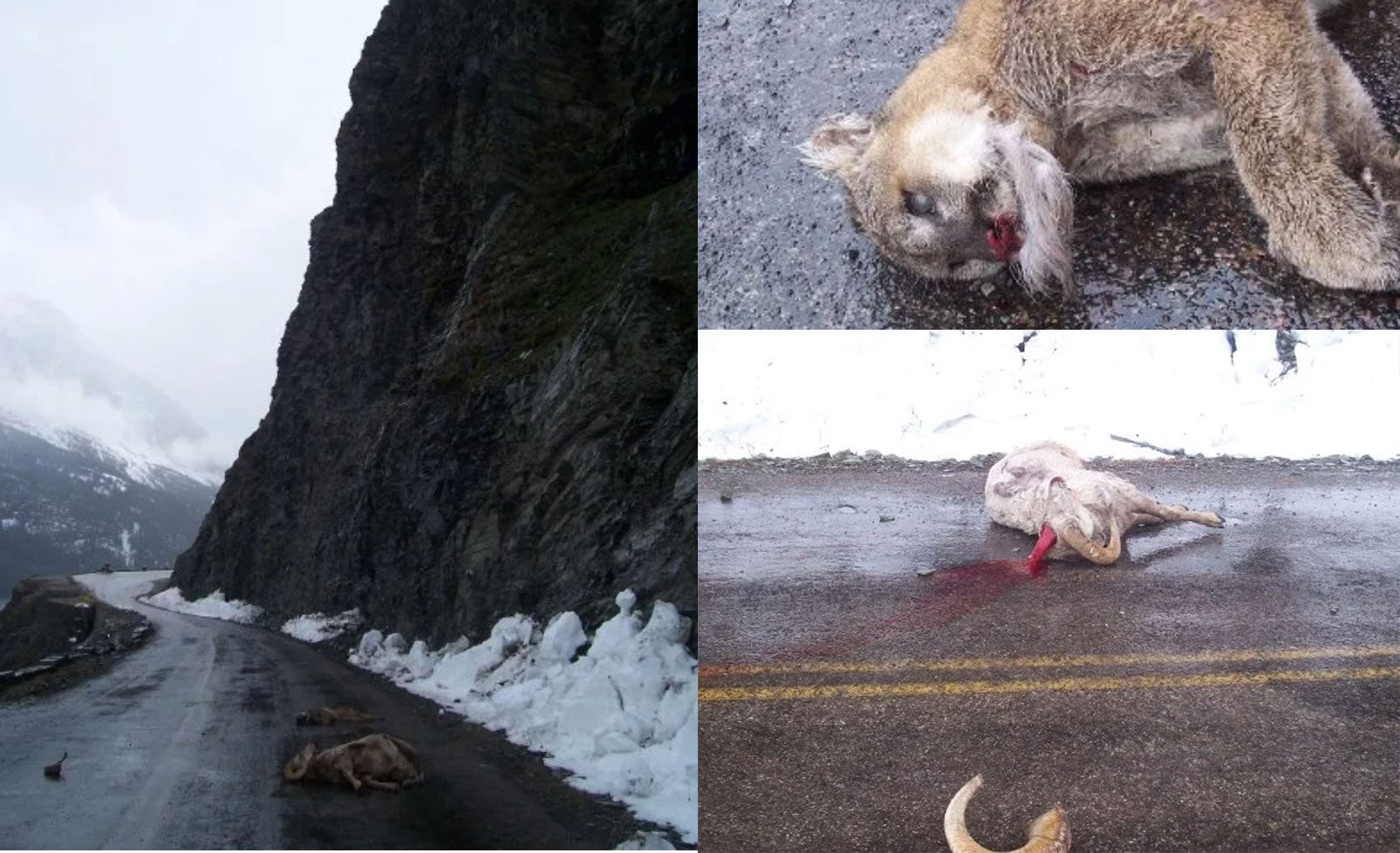 Death Dive: Mountain Lion Chases Bighorn Sheep Off Cliff