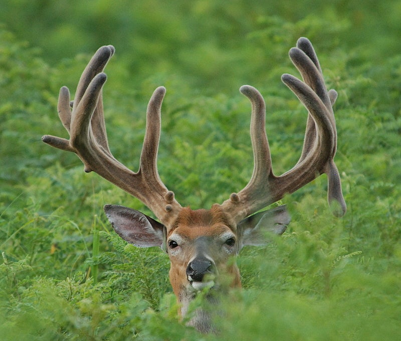 Why Are There Still Deer at CWD-Positive Shooting Facilities?