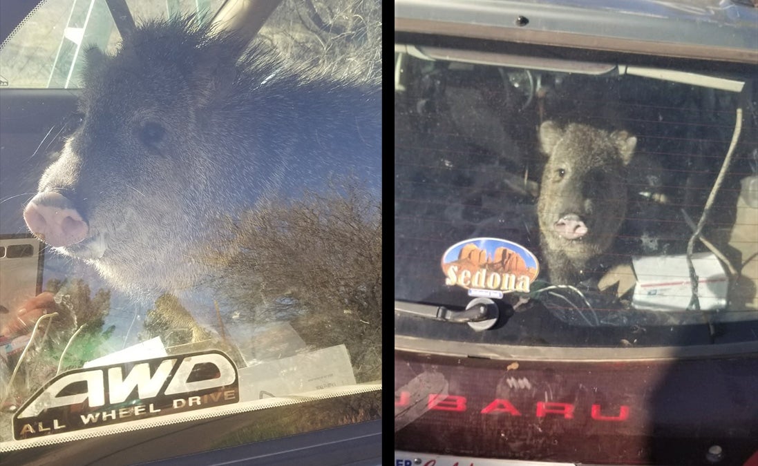 Javelina Found Trapped in Subaru After Stealing Snack