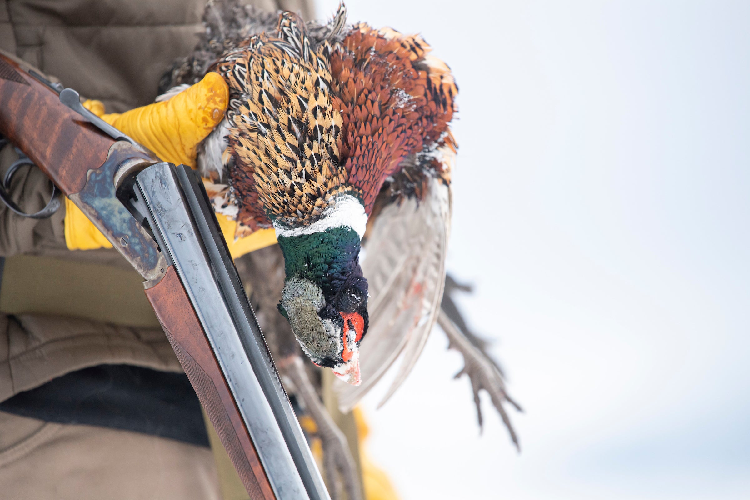 Will Russia’s Invasion of Ukraine Mean Fewer Pheasants This Fall?