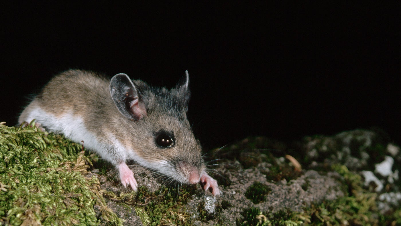 Could Genetically Modified Mice Help Battle Lyme Disease?