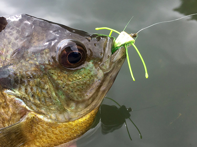 Classic Podcast: Panfish on the Fly, with Bart Lombardo