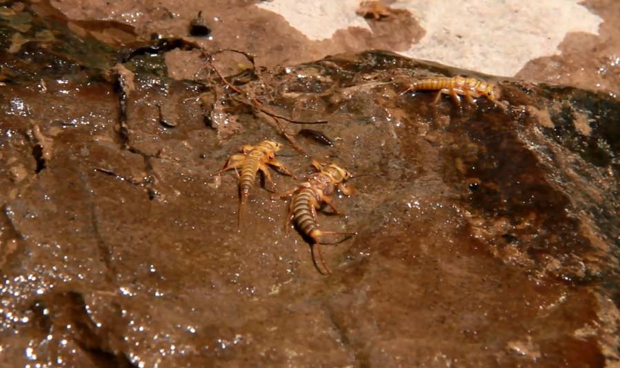 Video Pro Tips: How to Predict a Stonefly Hatch